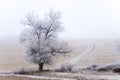 Old alone tree with the road Royalty Free Stock Photo