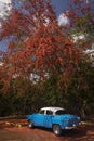 Old american car parked near to a beatiful tree full of red flowers. Cuba