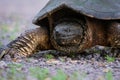 American snapping turtle walking with leg and claws extended