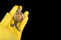 Old analog watch on a latex glove. Hand of a medical worker in a glove with a watch on his hand