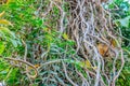 Old ancient Banyan tree with long roots that start at the top of the branches to the ground. Goa, India Lianas hanging Royalty Free Stock Photo