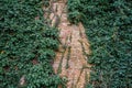 Old ancient brick wall texture background with ivy plant Royalty Free Stock Photo