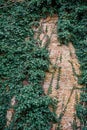 Old ancient brick wall texture background with ivy plant Royalty Free Stock Photo