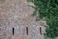 Old ancient brick wall texture background with ivy plant Royalty Free Stock Photo