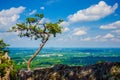 Old and ancient dry tree Royalty Free Stock Photo