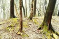 old ancient forest, moss trees, hill,