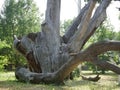 Old ancient oak tree in a protected area. A close-up of a semi-living oak that gives offspring