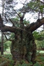 Old Ancient Oaktree