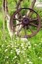 Old ancient wheel and summer grass Royalty Free Stock Photo