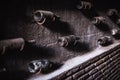 Old, ancient wine collection and dusty wine bottles in an underground cellar Royalty Free Stock Photo