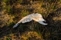 Old animal jaw bone on grass Royalty Free Stock Photo