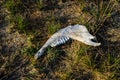 Old animal jaw bone on grass Royalty Free Stock Photo