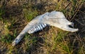 Old animal jaw bone on grass Royalty Free Stock Photo