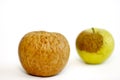 Rotted apple isolated on white background Royalty Free Stock Photo
