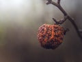 Old apple on a branch in late autumn. Soft focus.