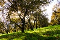 Old apple orchard in autumn