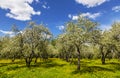 Old apple orchard blooms in spring