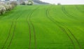 Old apple orchard by vines in Castell Germany