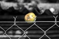 An old apple sticked on a barbed fence