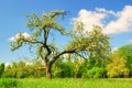 Old apple tree in bloom in spring season