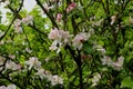 Old apple tree in blossom with white pink flowers Royalty Free Stock Photo