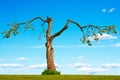 Old apple tree Royalty Free Stock Photo