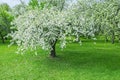 Old apple-tree blossoming with white flowers Royalty Free Stock Photo