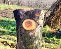 old apple tree cut in an orchard Royalty Free Stock Photo