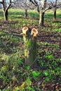 old apple tree cut in an orchard Royalty Free Stock Photo