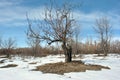 Old apple tree without leaves on snowy meadow with bushes, winter landscape, blue sky Royalty Free Stock Photo