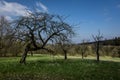 Old apple tree orchard in early springtime. Royalty Free Stock Photo