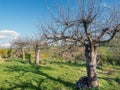 Old apple tree orchard Royalty Free Stock Photo