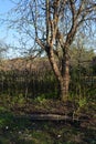 Old apple tree and small decorative fence in country garden. Rural landscape in spring Royalty Free Stock Photo