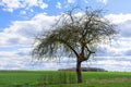 Old apple tree in spring against blue sky with clouds Royalty Free Stock Photo