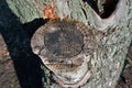 Old apple tree trunk with bark and cut out branch Royalty Free Stock Photo