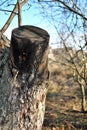 Old apple tree trunk with bark and cut out branch, organic texture, spring garden in sunny day Royalty Free Stock Photo