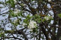 Old apple tree with white flowers. Garden in may Royalty Free Stock Photo