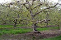 Old apple trees in spring