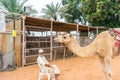 An old Arabian man and a Camel for the tourist riding in the Heritage folk village in Abu Dhabi, United Arab Emirates