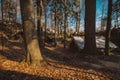 Old army barracks or cottages hiding in the depths of forest at Kocevje or Kocevski rog. Partisan hideout in Slovenia called Baza