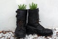 Old army boot filled with lavender Royalty Free Stock Photo