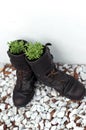 Old army boot planters with lavender Royalty Free Stock Photo