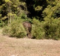 An Asian elephant disappearing in the jungle in an elephant sanctuary in Cambodia