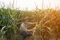 The Asian elder Farmers male examining corn on the cob in field. Adult Asian male agronomist is working in cultivated maize field. Royalty Free Stock Photo