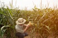 The Asian elder Farmers male examining corn on the cob in field. Adult Asian male agronomist is working in cultivated maize field. Royalty Free Stock Photo
