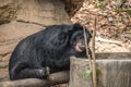 An old Asiatic Black Bear is sleeping on a rock Royalty Free Stock Photo