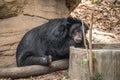 An old Asiatic Black Bear is sleeping on a rock Royalty Free Stock Photo