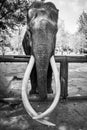 Old asiatic elephant with big tusks