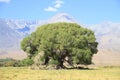 California, Owens Valley/Sierra Nevada: Old Aspen Tree