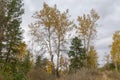 Old aspens in autumn forest on hillside in overcast morning